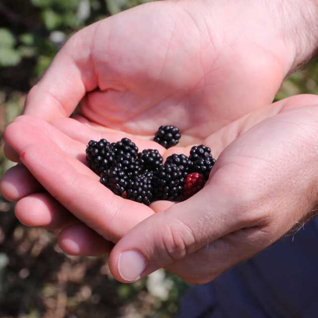 Šumska_kupina_prodaja