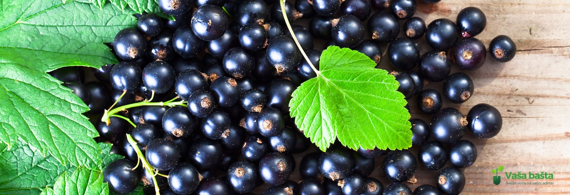 najbolje voće za imunitet