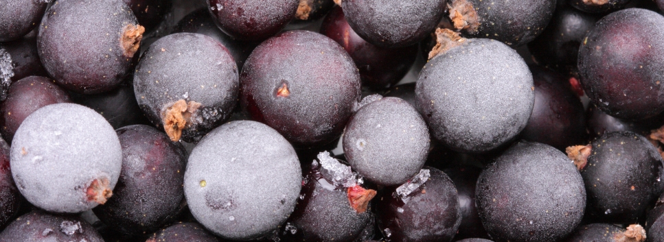 zamrznuta crna ribizla
