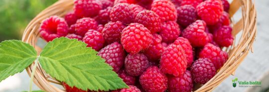 Sveže maline na vašoj adresi