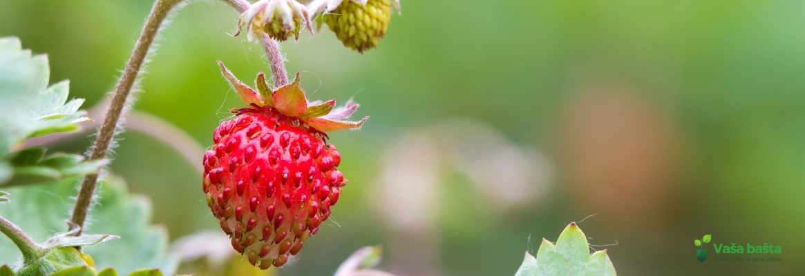 prodaja šimskih jagoda