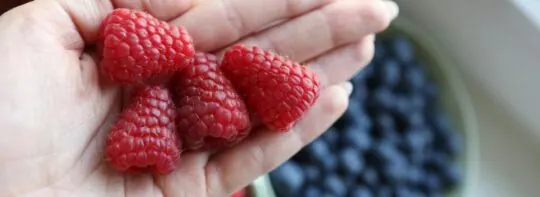 Maline (elagitanini; kada sveže, kada zamrznute; brzi coulis)