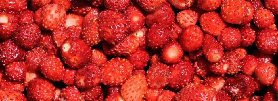 Šumske jagode, sitne i tamnocrvene